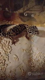 Geco Leopardino (Femmina)