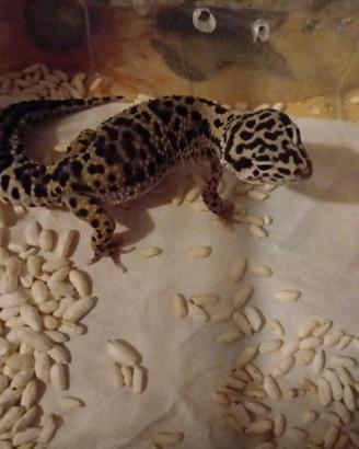 Geco Leopardino (Femmina)