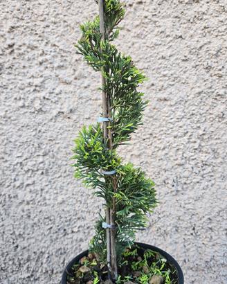 Bonsai Spirale 