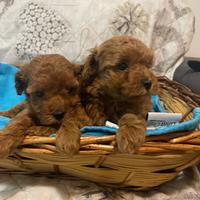 Cuccioli barboncini toy