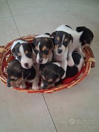 Cuccioli di Jack Russell Terrier