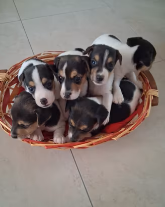 Cuccioli di Jack Russell Terrier