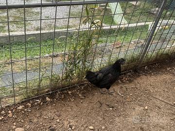 Ayam Cemani