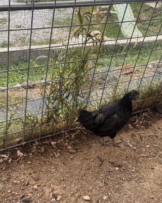 Ayam Cemani