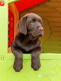 Labrador Retriever