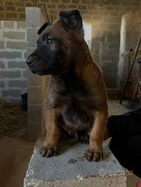 Cucciolo originale malinois