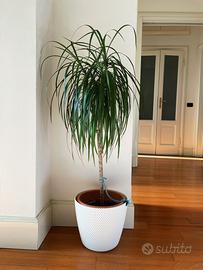 Dracaena fragrans/Dracaena sanderiana