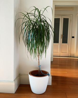 Dracaena fragrans/Dracaena sanderiana