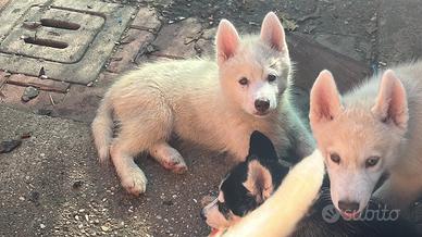 Cuccioli di Siberian Husky con pedigree