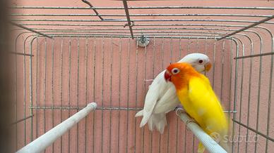 Coppia Lutino e Albino Fischer