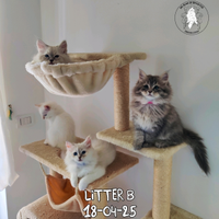 Cuccioli gattini Siberiani Purissimi con Pedigree