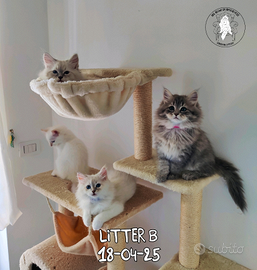 Cuccioli gattini Siberiani Purissimi con Pedigree