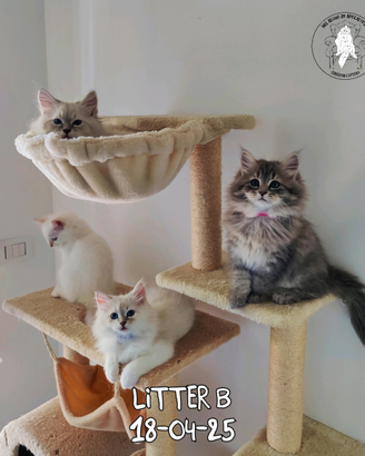 Cuccioli gattini Siberiani Purissimi con Pedigree