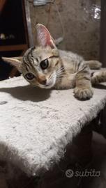 Gattina cucciola