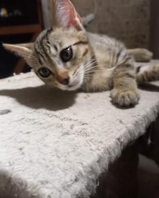 Gattina cucciola