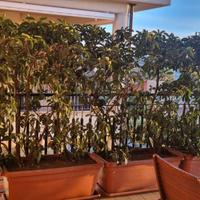 Siepe sempreverde Viburno L4 H2mt pronta all'uso