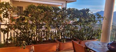 Siepe sempreverde Viburno L4 H2mt pronta all'uso