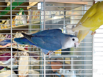 Inseparabili Roseicollis