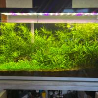 Acquario 100x30x50 + mobile