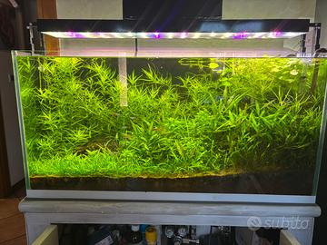 Acquario 100x30x50 + mobile