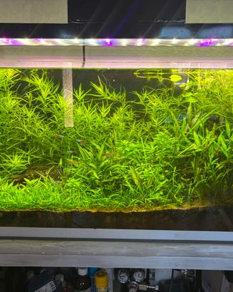 Acquario 100x30x50