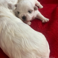 Maltese