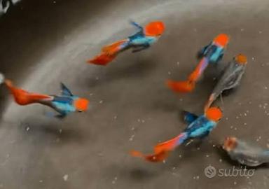 Tuxedo Dumbo Koi GUPPY