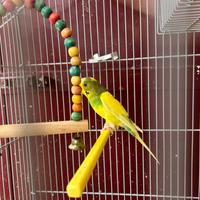 Pappagallo coccorito e gabbia per uccelli