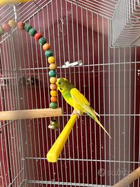 Pappagallo coccorito e gabbia per uccelli