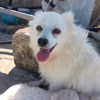 cuccioli. volpino. italiano