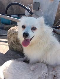 cuccioli. volpino. italiano