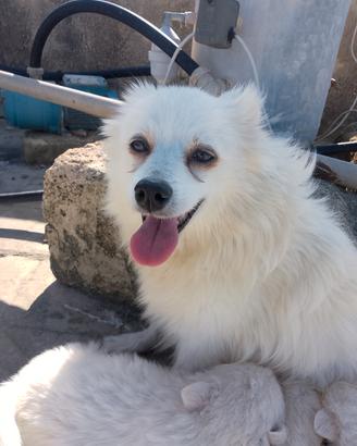 cuccioli. volpino. italiano