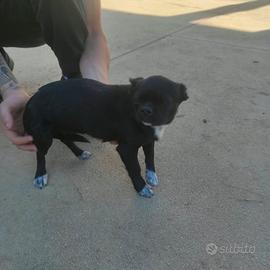 Chihuahua