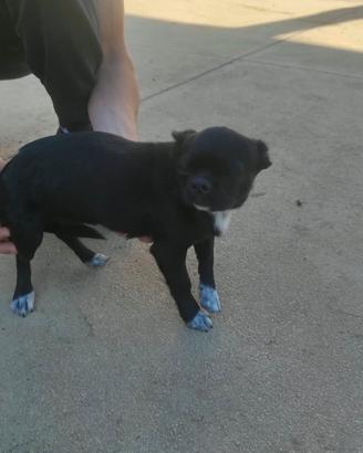 Chihuahua