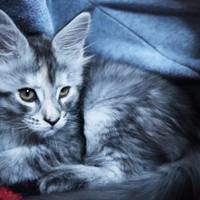 Mainecoon cuccioli