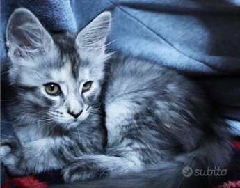 Mainecoon cuccioli