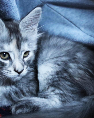 Mainecoon cuccioli