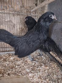 Galline ornamentali