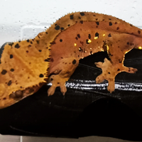 Geki Ciliatus alta selezione