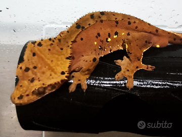 Geki Ciliatus alta selezione