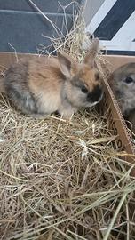 Conigli nani colorati