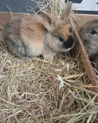 Conigli nani colorati