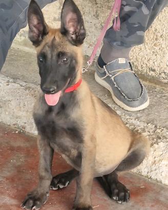 Pastore belga malinois