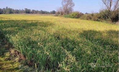 Immobile in asta di 56940 m² a Ozzero