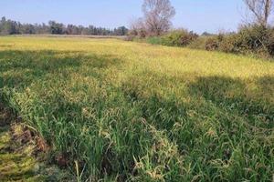 Immobile in asta di 56940 m² a Ozzero