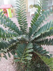 encephalartos ferox