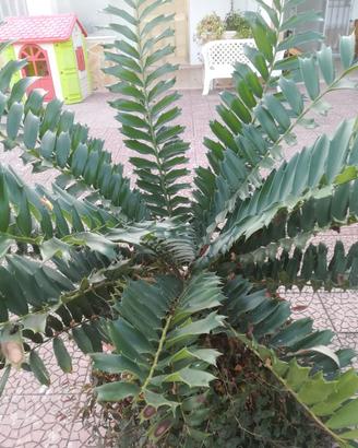 encephalartos ferox
