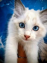 Ragdoll