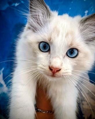 Ragdoll