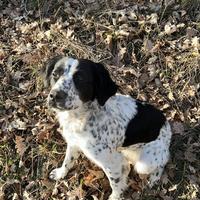 Incrocio bracco springer da tartufo